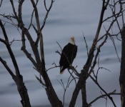 2015 02 07 RedWing 025